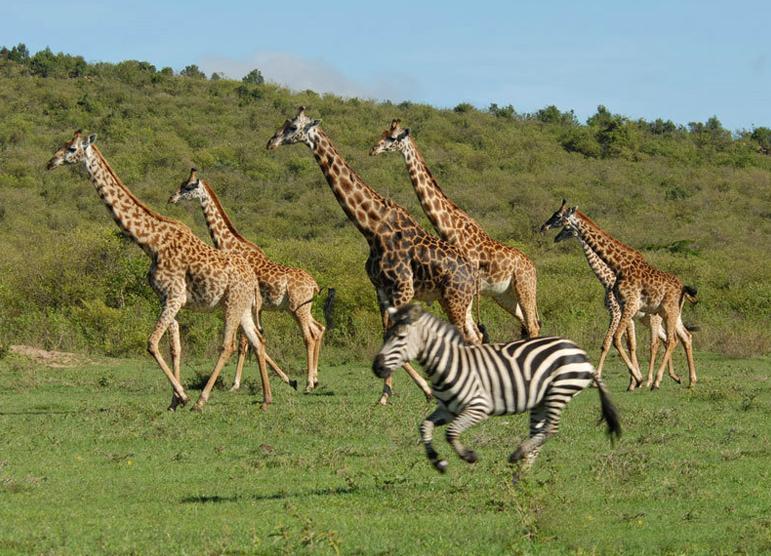 18, 斑马军团防线重组初见成效  